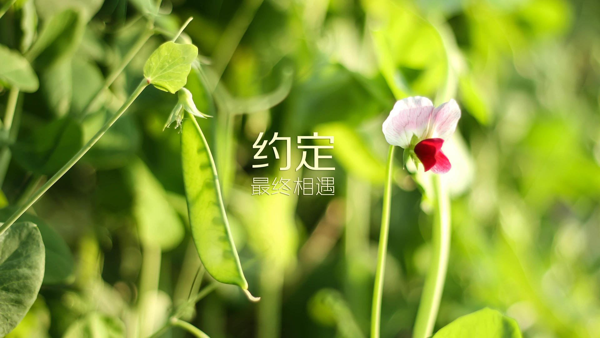法甲焦点战巴黎再胜，姆巴佩破门成制胜英雄，2020年法甲最佳姆巴佩