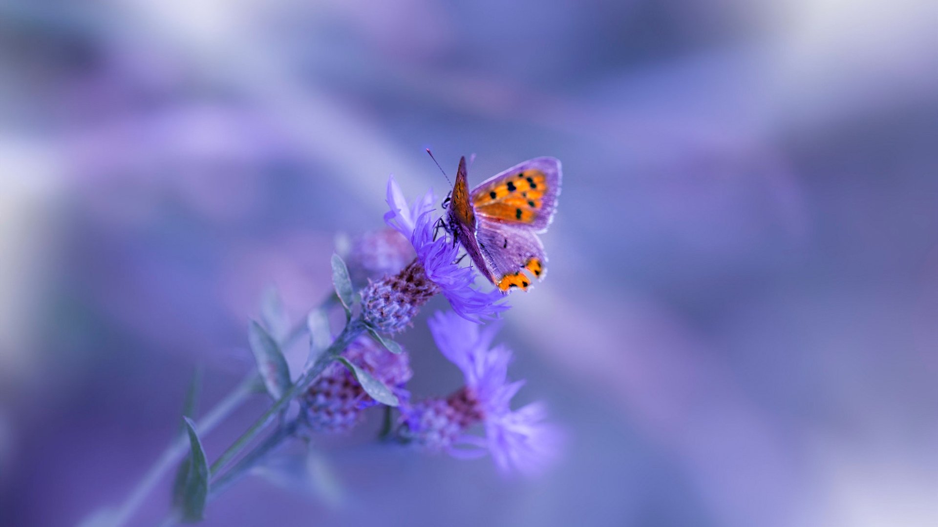 阿森纳青训持续发力，培养未来巨星